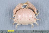 藏品(卷折饅頭蟹)的圖片